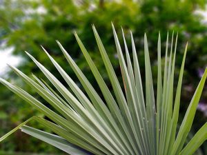 Key Steps for Creating Xeriscape Gardens in Vero Beach