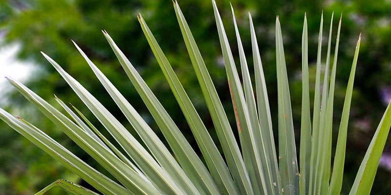 Key Steps for Creating Xeriscape Gardens in Vero Beach